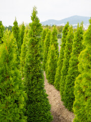 栽培される針葉樹