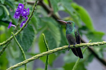 kingfisher on a branch