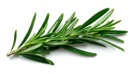 Fototapeta premium Fresh Rosemary Twig Cut Out - Versatile Herb for Culinary and Aromatherapy Uses