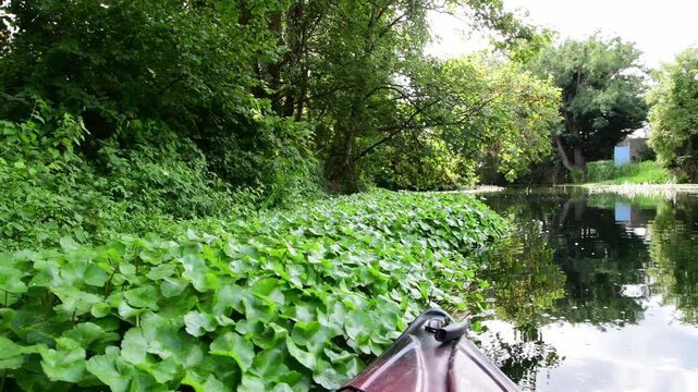 POV video from a kayak on the River Lea at Enfield Lock, capturing a dense mass of floating pennywort spreading across the water surface.
