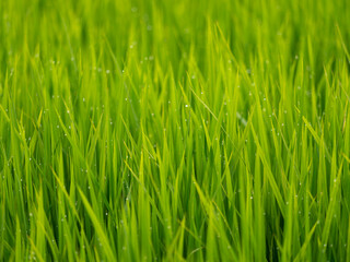 朝露に濡れた水田の稲