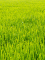 朝露に濡れた水田の稲