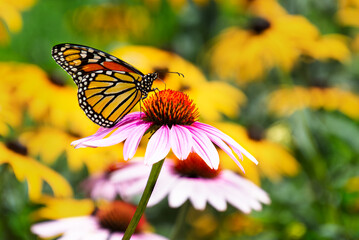 A dorsal view of a monarch butterfly, Danaus plexippus, feeding on a purple coneflower with yellow...