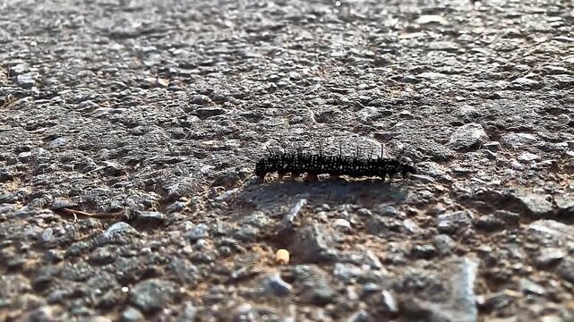 close-up of Black fluffy caterpillar Macrothylacia rubi crawling across an asphalt road to forest , fox moth lepidopteran , Lasiocampidae , univoltine species