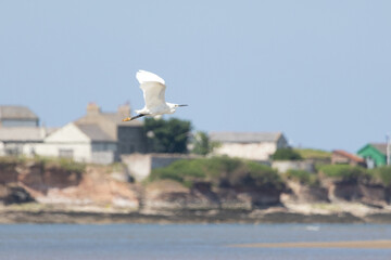Egret on the coastline