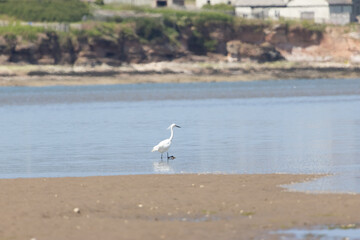 Egret on the coastline
