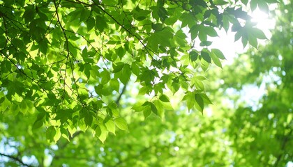 Lush green leaves gently catching sunlight in a vibrant forest canopy.