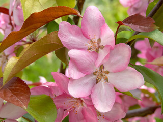 Open single blossoms of ornamental apple tree in the garden. Spring flowers