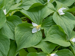 Trillium camschatcense flowering plant in the family Melanthiaceae