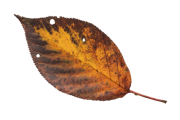 Dry brown leaf with black spots isolated transparent png