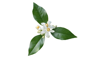 Fototapeta premium Orange tree flowers with buds and leaves isolated transparent png