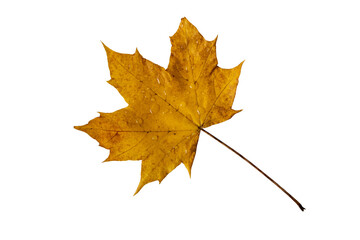 Yellow autumn maple leaf with rain drops isolated transparent png