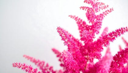 Close-up view of vibrant pink flowers against a bright white background, showcasing delicate textures and soft focus.