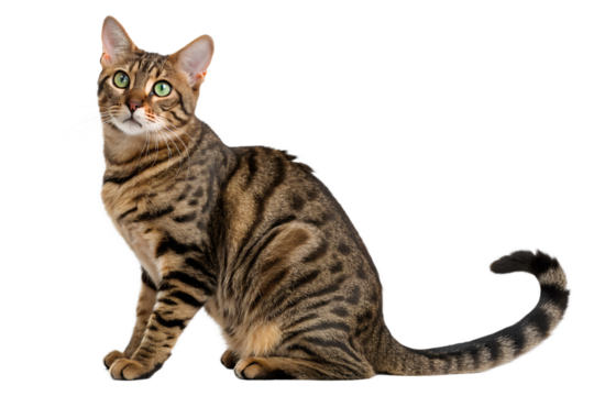 An adorable baby Maine Coon kitten with fluffy white fur and a British Shorthair cat are looking at the camera