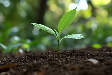 Young sprout emerging from soil, surrounded by greenery