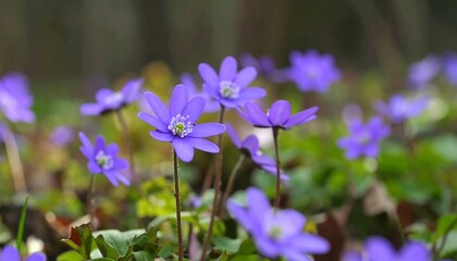 Vibrant violet wildflowers in a soft-focus forest setting.