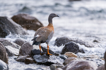 Aves, patos y caranchos