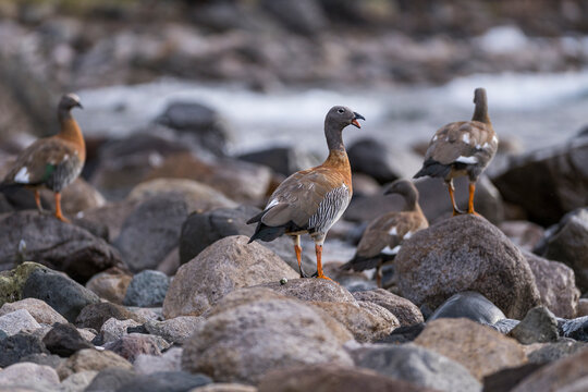 Aves, patos y caranchos
