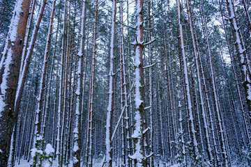Obraz premium Aerial View of Snow Covered Pine Forest Near Minsk, Belarus