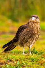 Aves, patos y caranchos