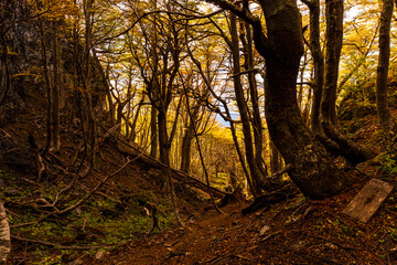 Bosque otoñal