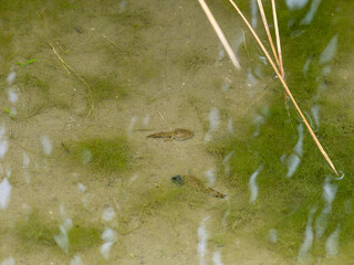 後ろ足が生えたオタマジャクシ