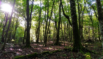 Lush green forest floor bathed in sunlight, showcasing tall trees and a tranquil atmosphere.