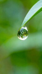 Close-up of dewdrop on leaf