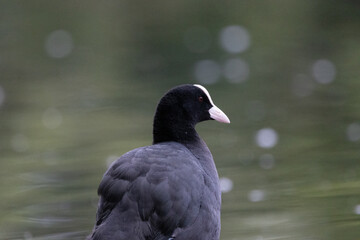 Coot