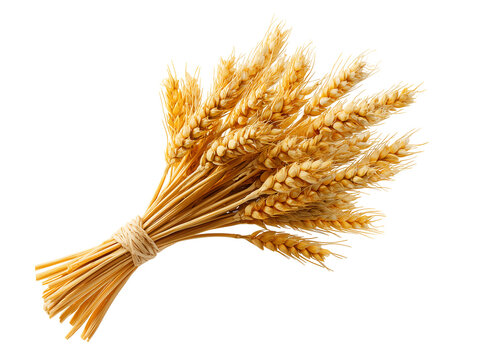 Golden Wheat Bundle Agriculture, Harvest, Food, and Nature Imagery