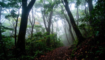 Misty forest path winds through a dense canopy of trees, bathed in soft, diffused light.