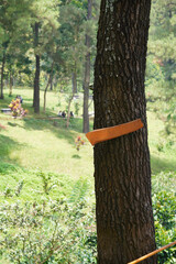 wood sign in the forest