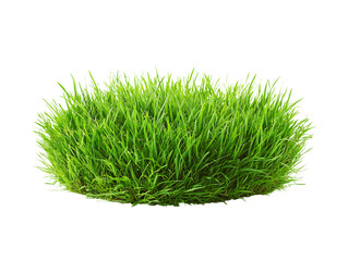 Lush Green Grass Tuft, Isolated on Black Background - Nature Stock Photo