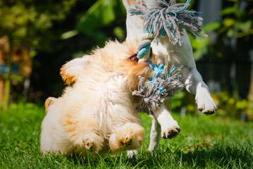 Two playful dogs tugging on rope toy outdoors