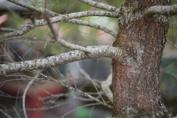 tree branches close up view