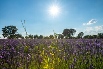 Breathtaking Lavender Fields in Brihuega, Spain During Summer