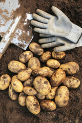 Organic potato harvest closeup top view. Freshly harvested yellow potatoes with shovel and gloves...