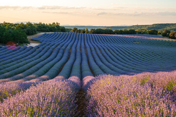 Stunning Summer Lavender Fields in Brihuega, Spain