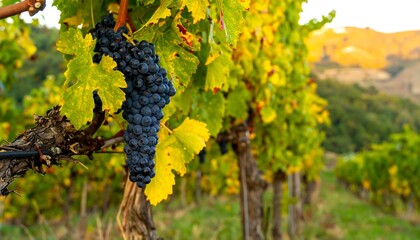 Naklejka premium A cluster of ripe, dark grapes hangs from a vine amidst vibrant autumn foliage in a vineyard setting.
