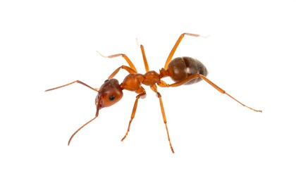 Close-up of a single reddish-brown ant, exhibiting detailed anatomy and segmented body parts against a plain white background.