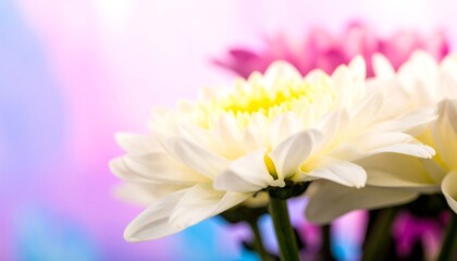 A close-up view of a pristine white chrysanthemum, showcasing delicate petals and a vibrant yellow center, with a blurred background of pastel pinks and blues.