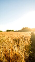 Obraz premium Golden wheat field at sunset