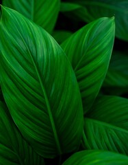 Close-up of lush green leaves (1)