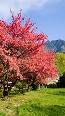 Lush pink cherry blossoms in a spring meadow