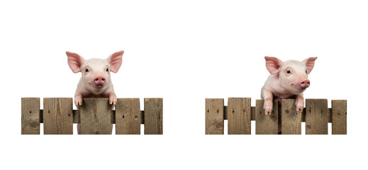Playful piglets peeking over a wooden fence in a farm environment for animal lovers isolated set PNG