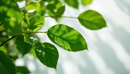 Fototapeta premium Fresh Green Leaves with Sunlight