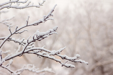 A close-up of snow-covered tree branches in winter, showing how nature transforms during cold months with selective focus on the delicate snow layer