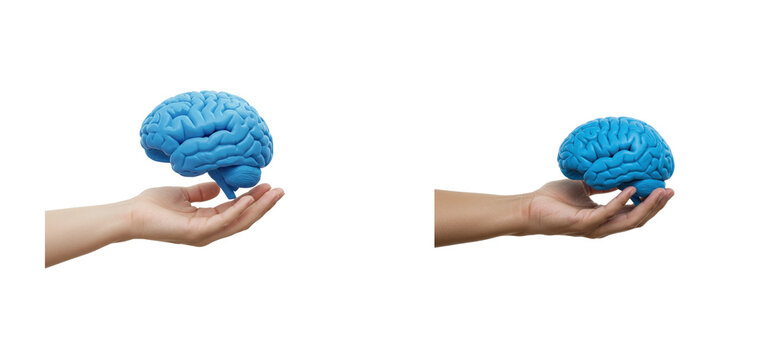 Exploring cognitive science blue brain models in human hands studio setting 3d rendered visualization isolated set PNG