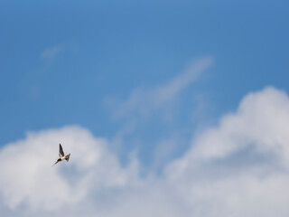 Obraz premium 夏の空を飛ぶツバメ