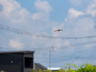 夏の空を飛ぶツバメ